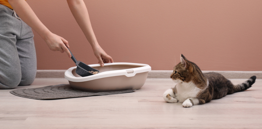 cat with a litter box 
